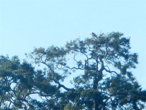 aquila
